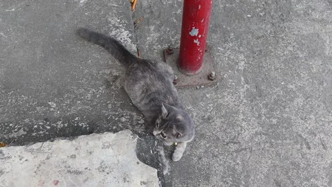 Gray cat lying on cement flooring Stock Footage 144479436