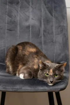 Gray Cat Lying on Chair at Home Calm Pet Portrait Stock Photos