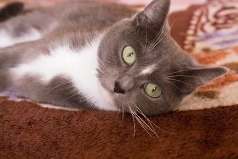 Gray cat lying on couch, close-up Stock Photos