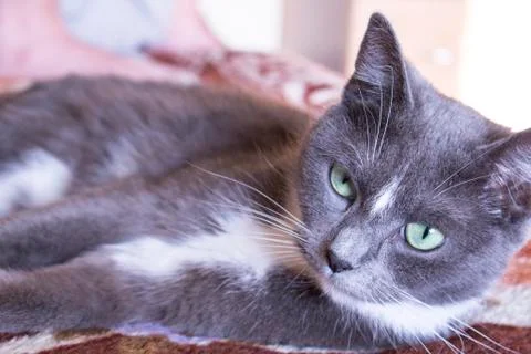 Gray cat lying on couch, close-up Stock Photos