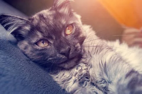 Gray cat lying on the couch, portrait close-up Stock Photos