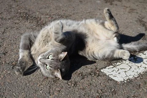 Gray cat lying down on the back Stock Photos