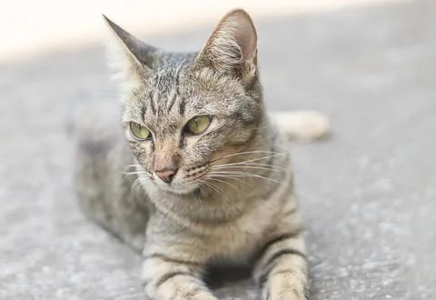 Gray cat lying down  on cement floor and looking sideway. Stock Photos