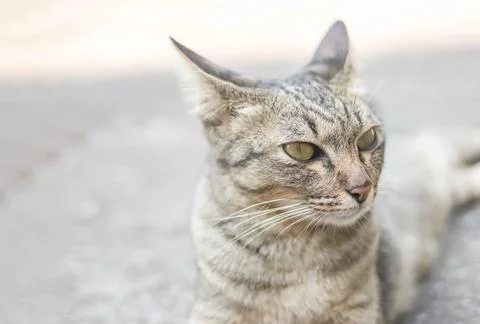 Gray cat lying down  on cement floor and looking sideway. Stock Photos