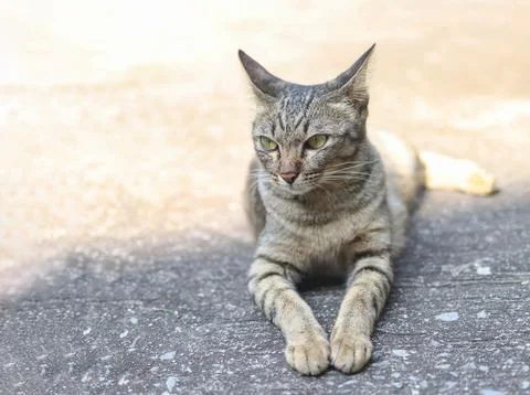 Gray cat lying down  on cement floor and looking sideway. Stock Photos