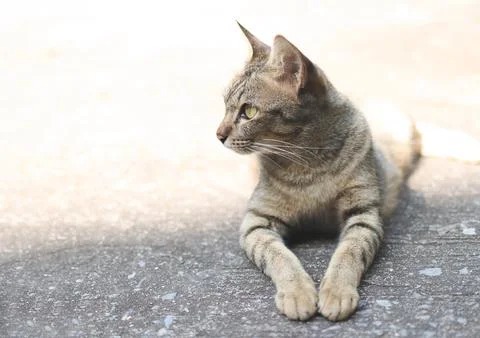 Gray cat lying down  on cement floor and looking sideway. Stock Photos