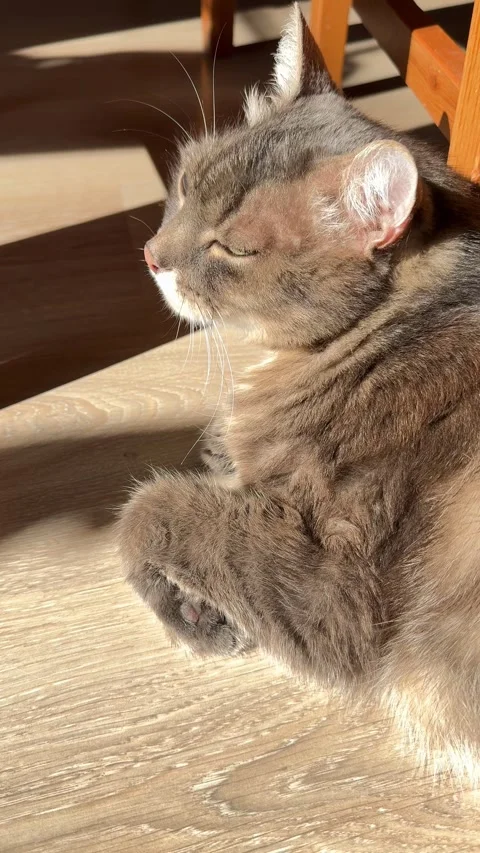 Gray cat lying on the floor and basking in the sun Stock Footage 295209158