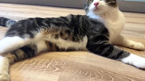 The gray cat is lying on the floor and breathing fast from the heat. Stock Footage 328319472