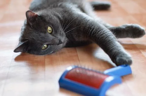 Gray cat lying on the floor comb for animal fur. Close-up. Stock Photos