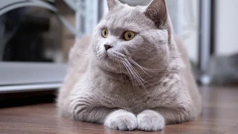 Gray cat lying on the floor Stock-Footage 312003194