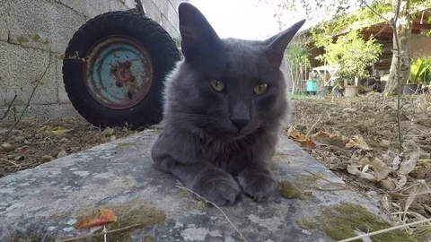 Gray cat lying in front of the camera Video stock 79161249