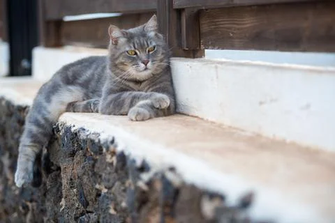 Gray cat lying in the garden Foto stock