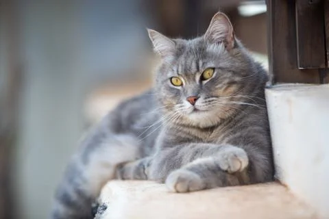 Gray cat lying in the garden Фото