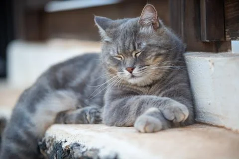 Gray cat lying in the garden Stock Photos