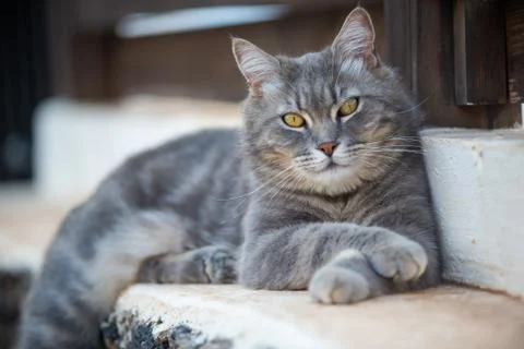Gray cat lying in the garden Stock Photos