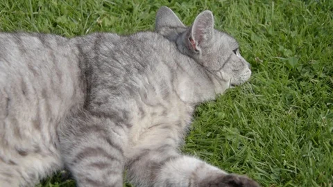 Gray cat lying in the grass and lazily rolling Stock Footage 92167918
