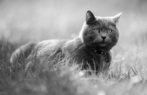 Gray cat lying in the grass (black and white photo) Stock Photos