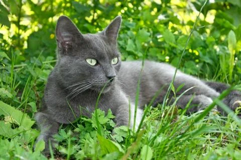Gray cat lying on the grass Stock Photos