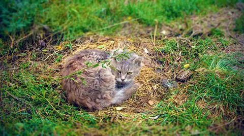 Gray cat lying on the grass Foto stock