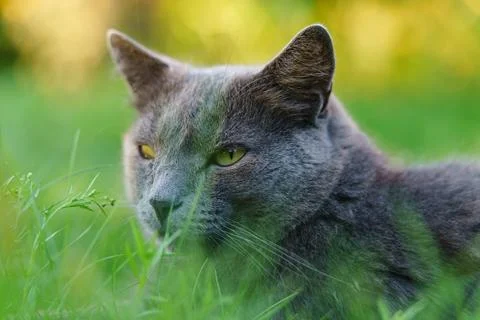 Gray cat lying on the grass at sunset. Close-up portrait of a beautiful cat.. Stock Photos
