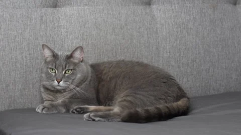 A gray cat is lying on a gray bed Video stock 304683761