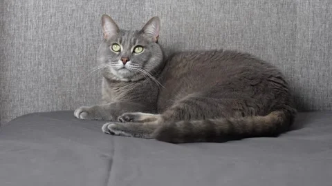 A gray cat is lying on a gray bed Video stock 304692234