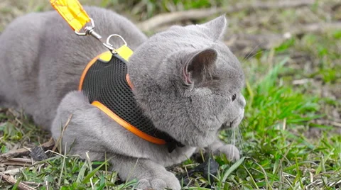 Gray cat lying on green grass (2) Video stock 49070532