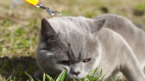 Gray cat lying on green grass (1) 스톡 동영상 49070533