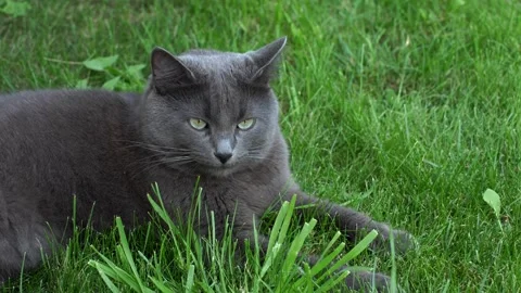 Gray cat lying on green grass in the park and resting. Stock Footage 290979716