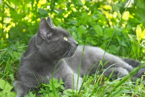 Gray cat lying on green grass Stock Photos