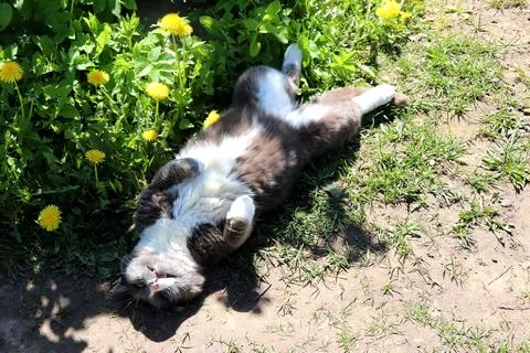 Gray cat lying on its back in the grass near a path Stock Photos