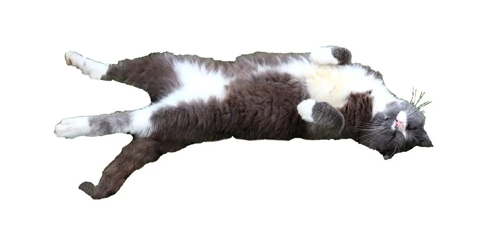 Gray cat lying on its back with its hind legs extended, its front legs tuck.. Stock Photos