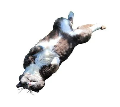 Gray cat lying on its back, with its front paws tucked under it, head turne.. Stock Photos