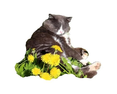 Gray cat lying on its side with its head turned over its back in yellow dan.. 写真素材