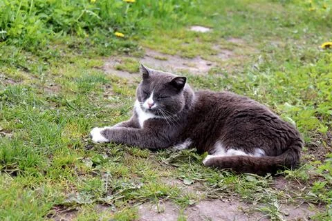 Gray cat lying on its side with closed eyes on a path in the garden Stock Photos