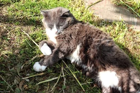 Gray cat lying on its side squinting in the sun Stock Photos