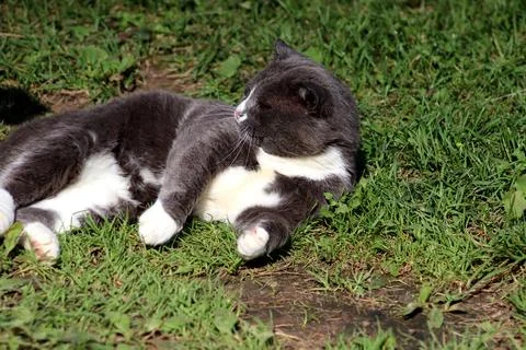 Gray cat lying on its side on the grass and looking away in the garden Stock Photos