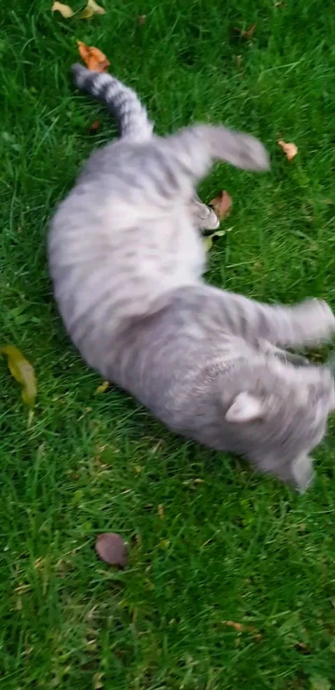 Gray cat lying on the lawn playing Stock Footage 141127294