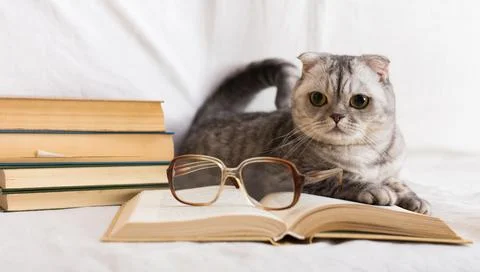 Gray cat lying near stack of books and glasses of owner Stock-Fotos