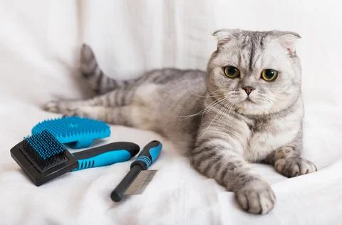 Gray cat lying next to brushes and combs for pet grooming Stock Photos