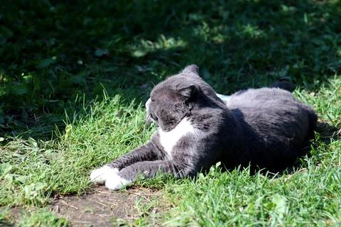 Gray cat lying on path in garden with front paws stretched out and looking aw Stock Photos