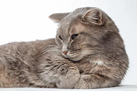 Gray cat lying paws clasped together Stock Photos