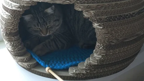 Gray cat lying in pet house and looking at the wooden stick Stock Footage 82632010