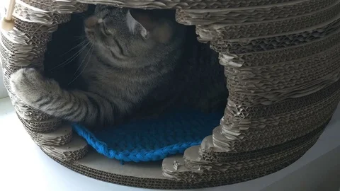Gray cat lying in pet house and grabbing the wooden stick Stock Footage 82633489