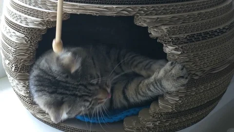 Gray cat lying in pet house, playing and biting the wooden stick Stock Footage 82634346
