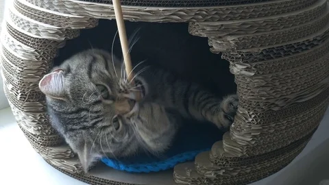 Gray cat lying in pet house, playing and biting toy wooden stick Stock Footage 82634820