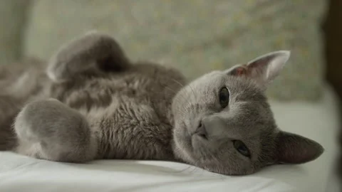 Gray cat lying relaxed on bed close up Stock Footage 316677492