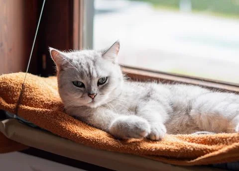 Gray cat lying relaxed on orange blanket on hanging bed on windowsill, warm.. Stock Photos