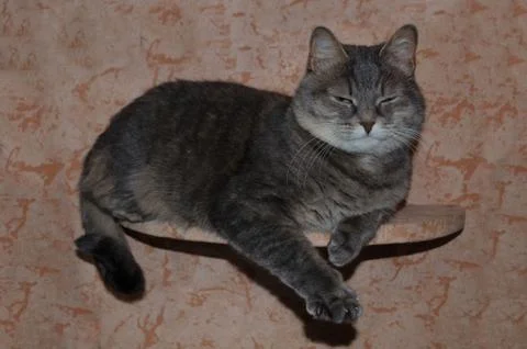 Gray cat lying on the shelf Stock Photos