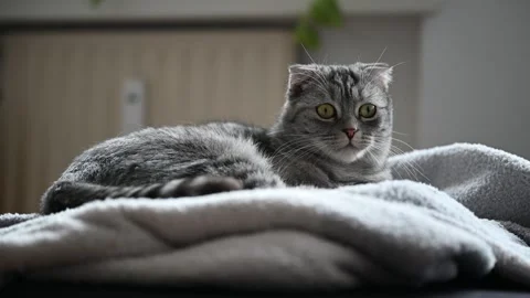 Gray cat lying on the sofa. Stock Footage 289542852